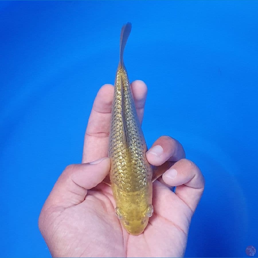 Midori Ginrin 15cm