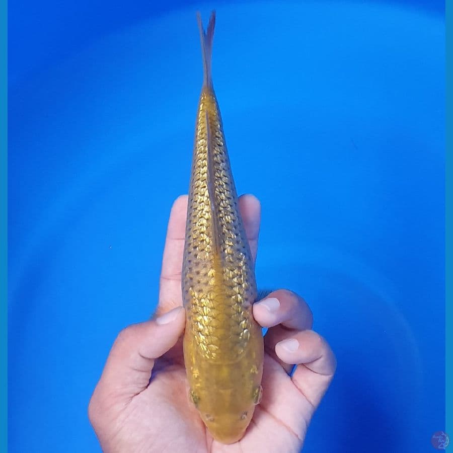 Midori Ginrin 22cm