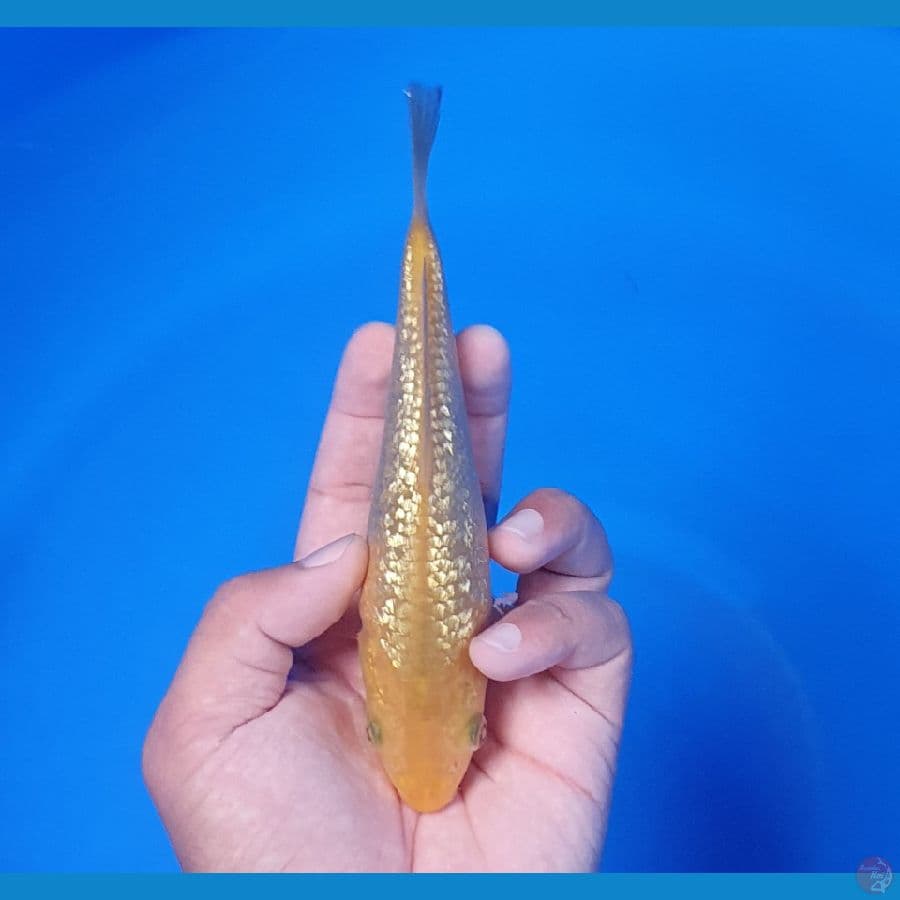 Golden Karamel 17cm