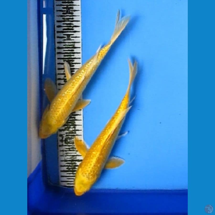 Duo Yamabuki Gindrin 28 Cm
