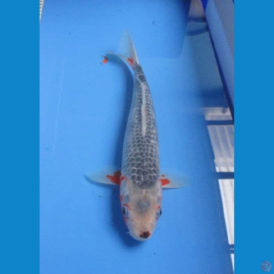 ASAGHI 34 CM