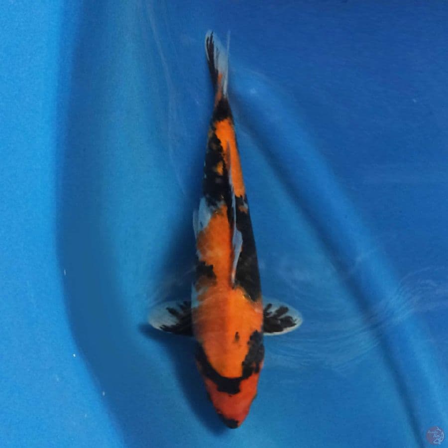 Sanke 32cm