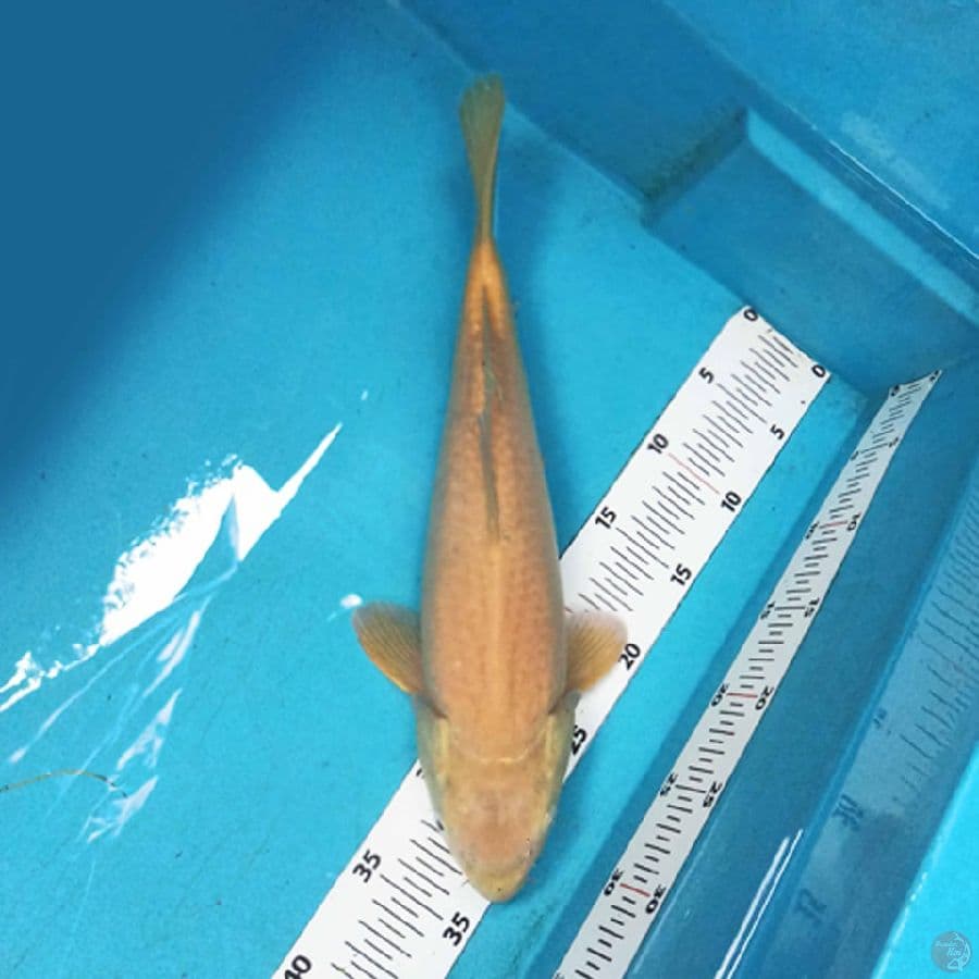 Karashi F1 Marudo 37cm
