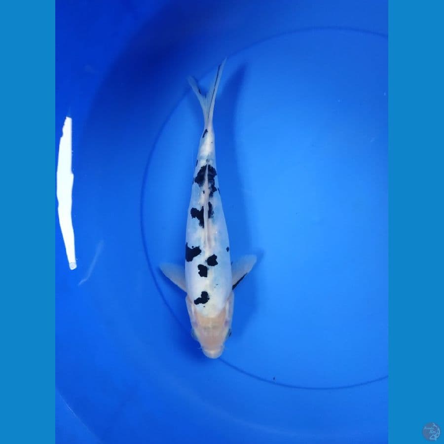 Bekko Doitsu Murni 25 cm