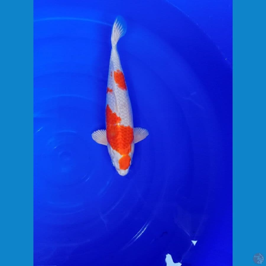 kohaku hikari 31 cm