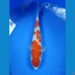 Red Strong 30 cm