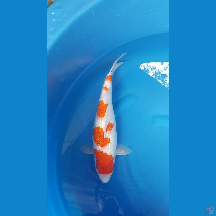 KOHAKU GINRIN 41 cm