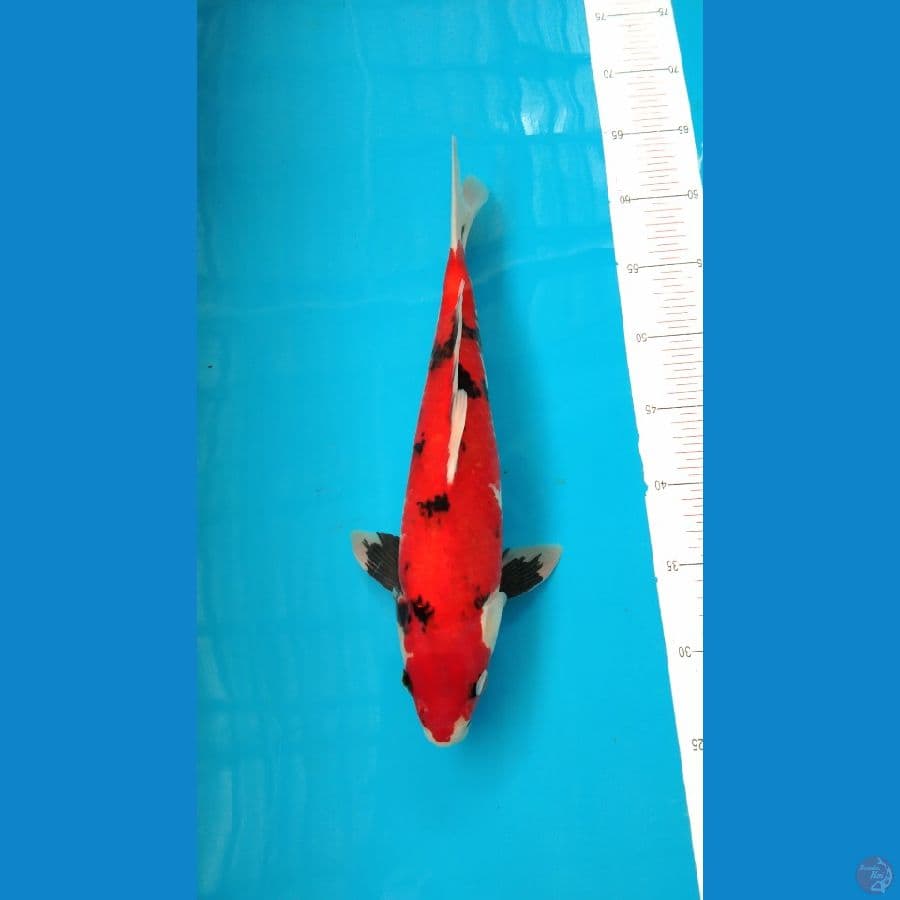 Showa 36cm Male