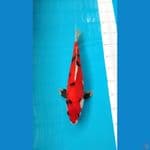 Showa 36cm Male