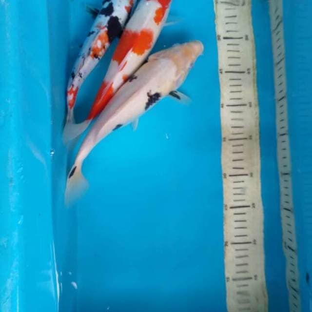 Mix 25 27 29cm