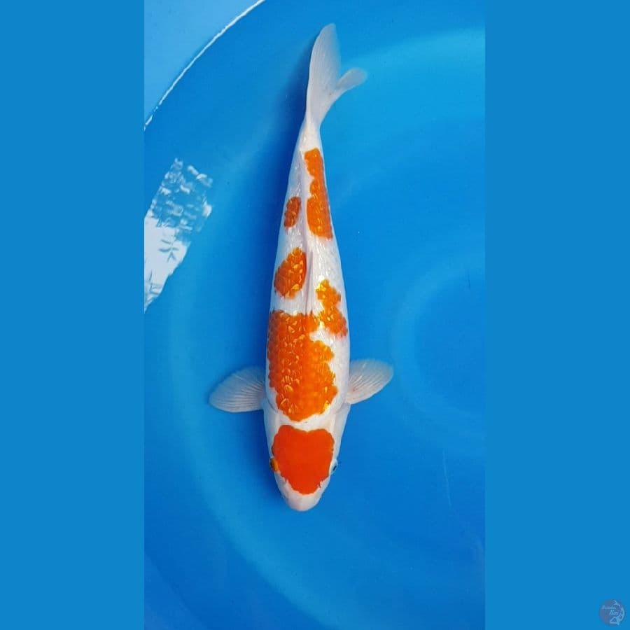 MARUTEN KOHAKU GINRIN 44 cm