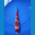 Red Stromg