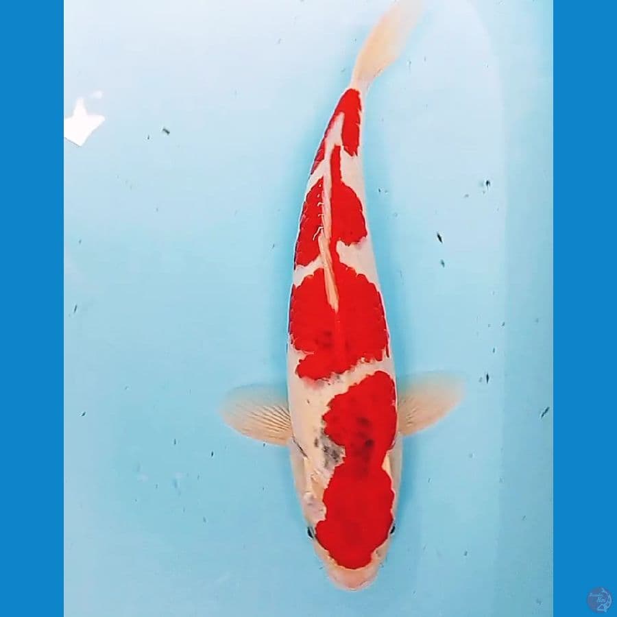 ghosiki male 36 cm