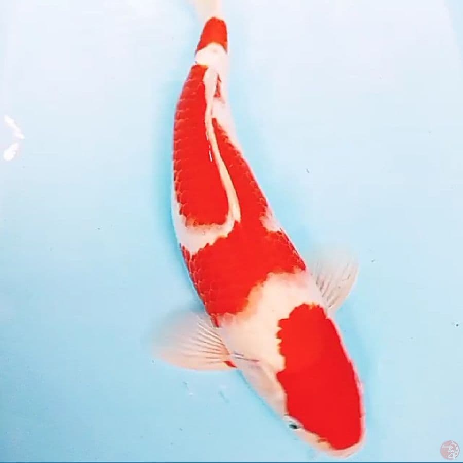 kohaku fm 40 cm red strong