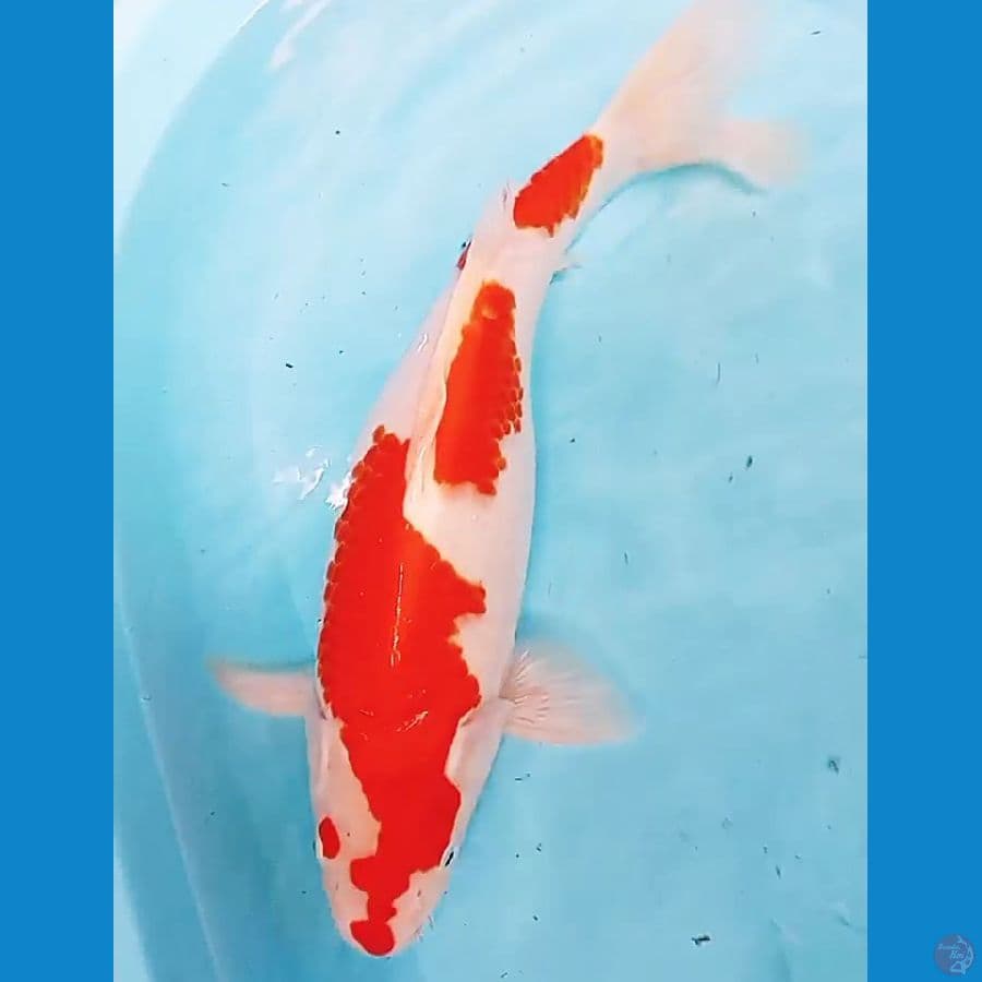 jumbo kohaku bulky fm 44 cm