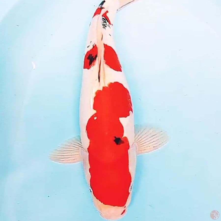 jumbo doitsu sanke fm 46 cm red strong