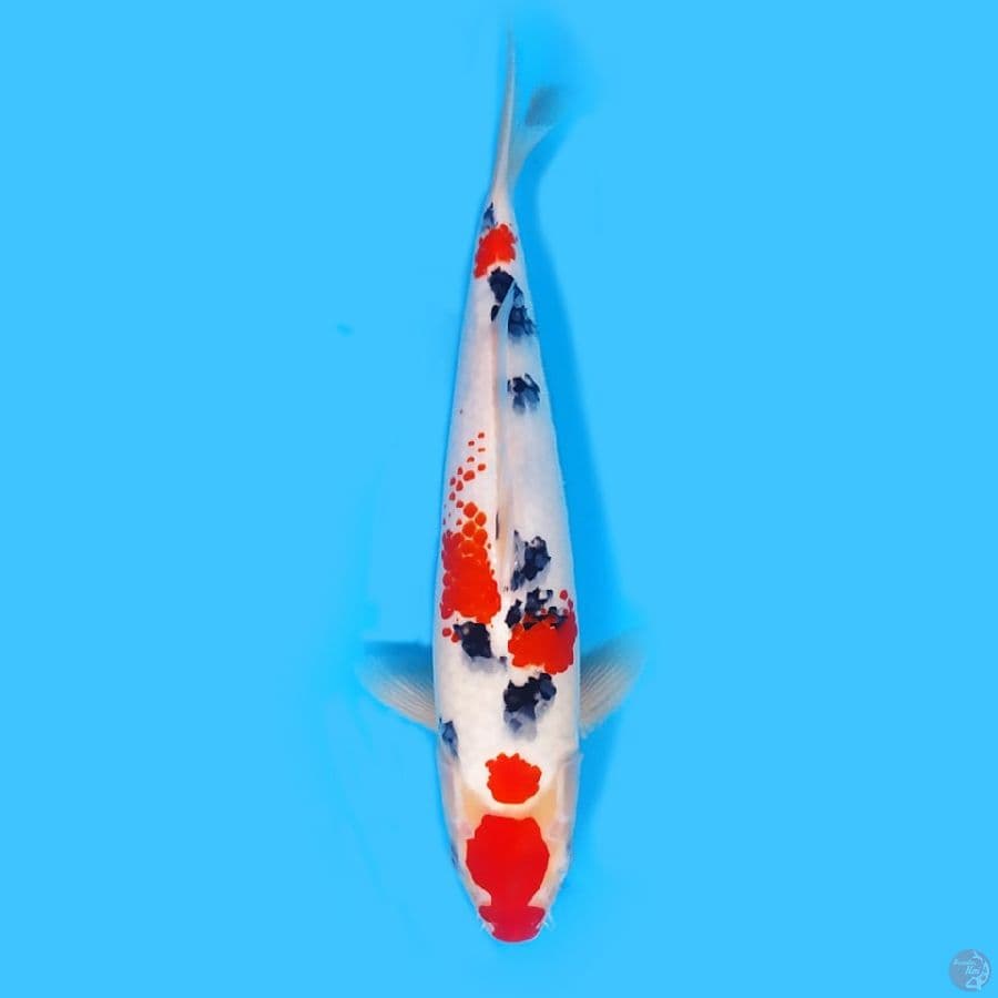 Kindai Sanke 30cm 
