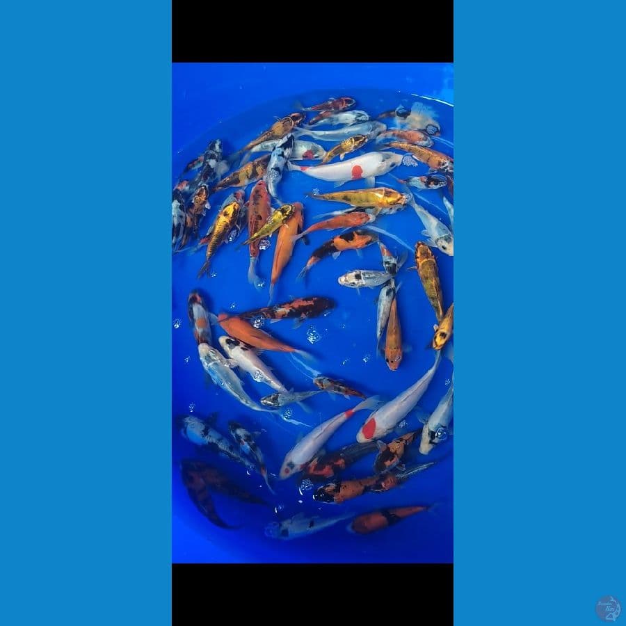 DOITSU Showa Shiro Mix Hikari 60ekor 10-20cm