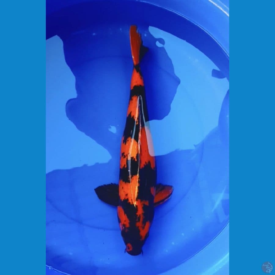 50cm hiutsuri tembus
