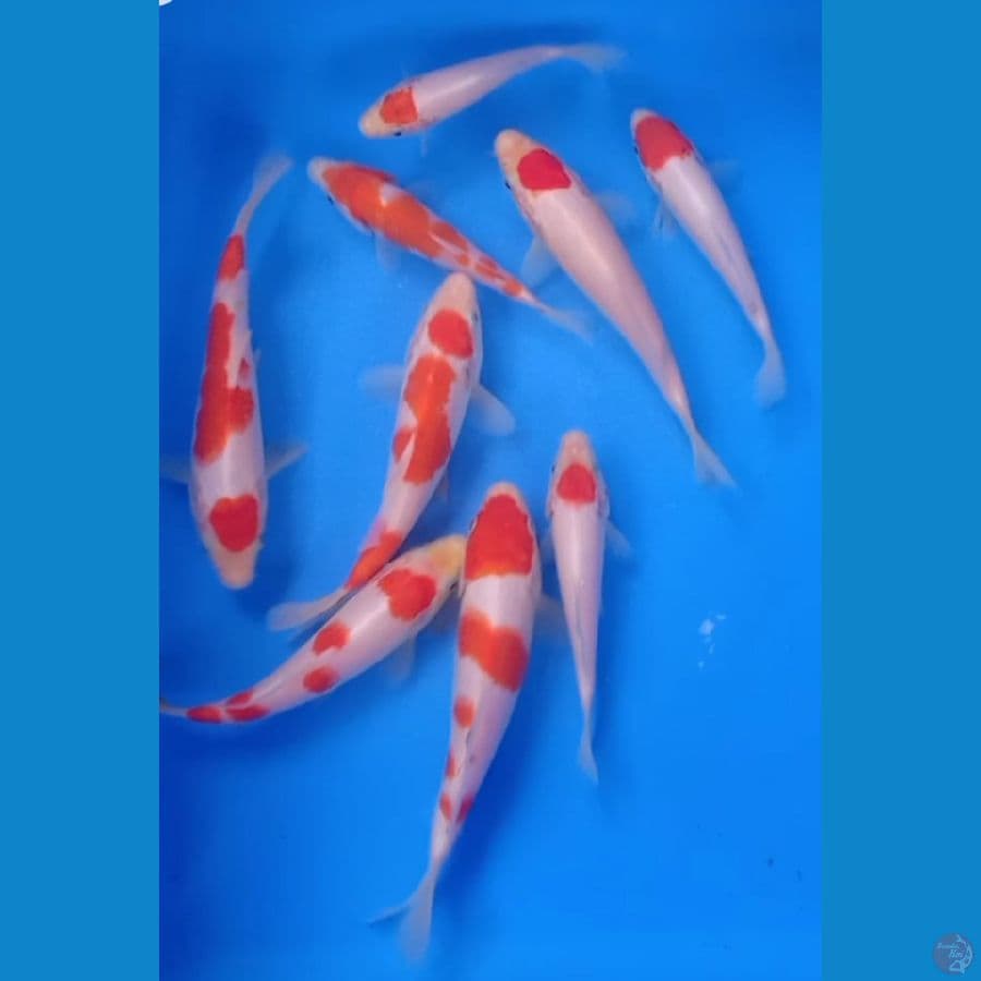 kohaku