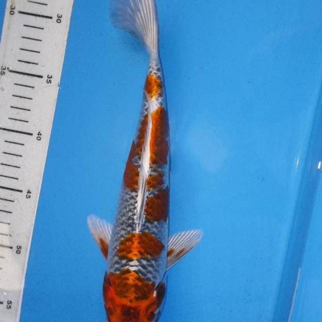KUJAKU, panjang 31 cm