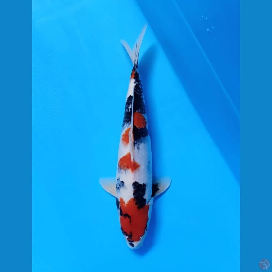 showa kindai 39cm.male