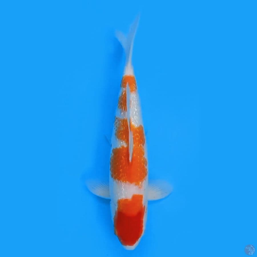 KOHAKU GINRIN 39 FEEMALE