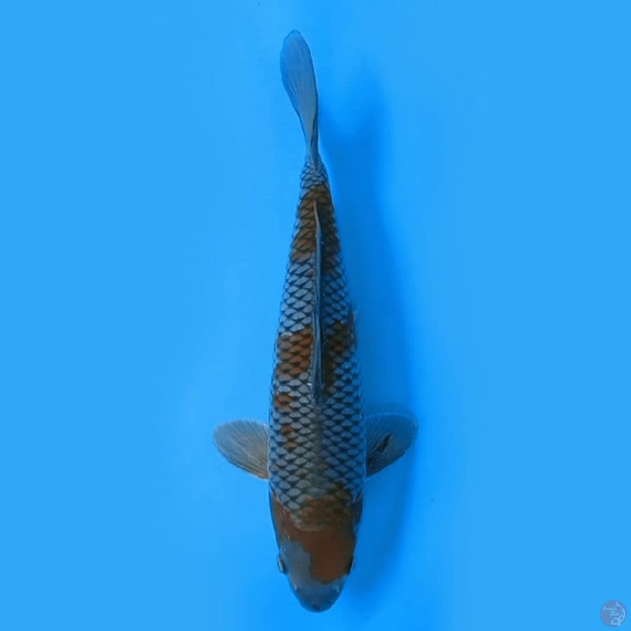 OCHIBA SHIGURE 30cm FEEMALE
