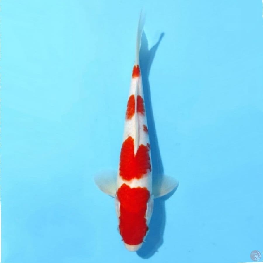 1.29cm kohaku original 4 step male