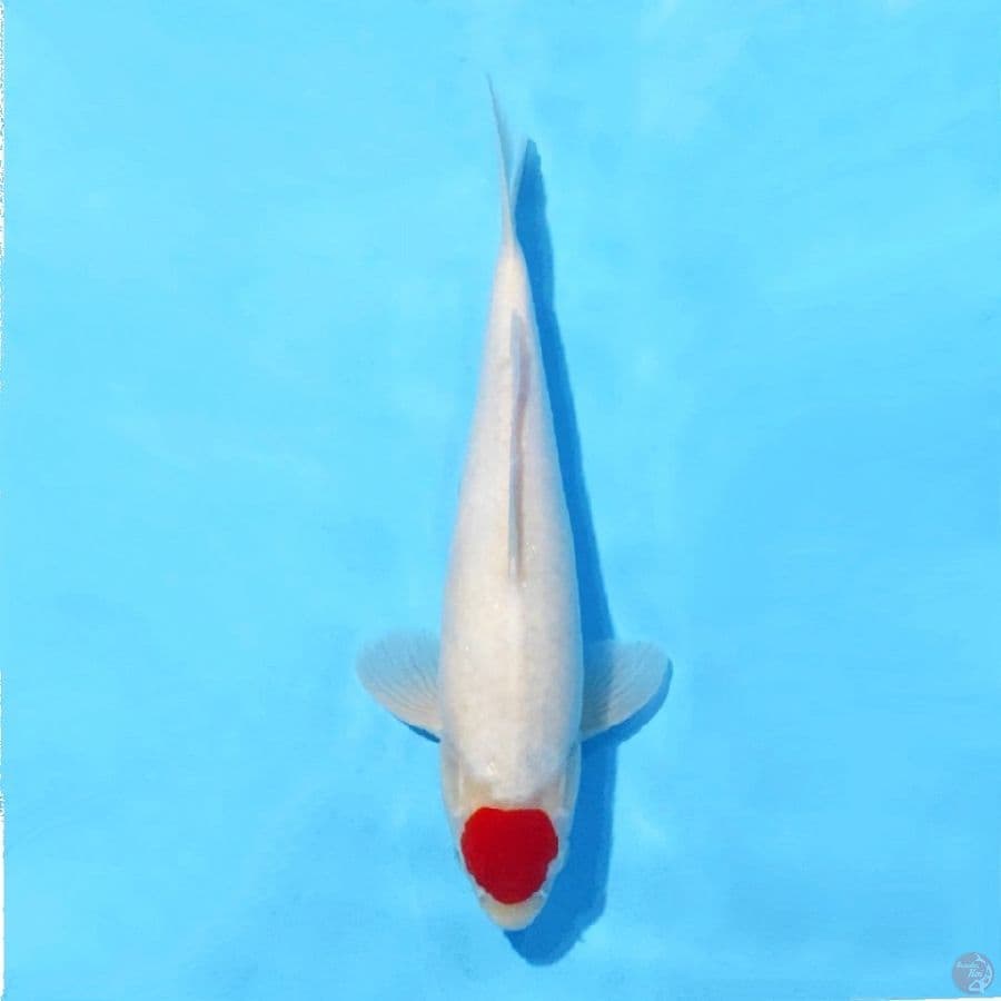 2.30cm Tancho kohaku high quality male