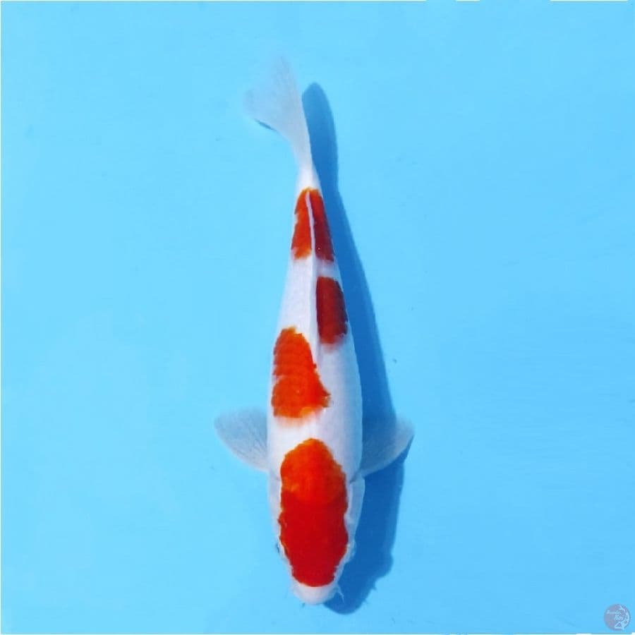 4.30CM Kohaku pola original