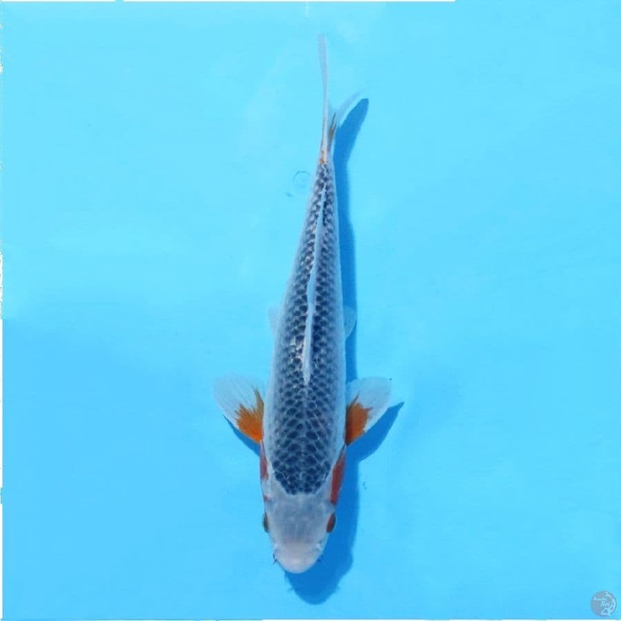 5.29cm ASAGI HIGH QUALITY