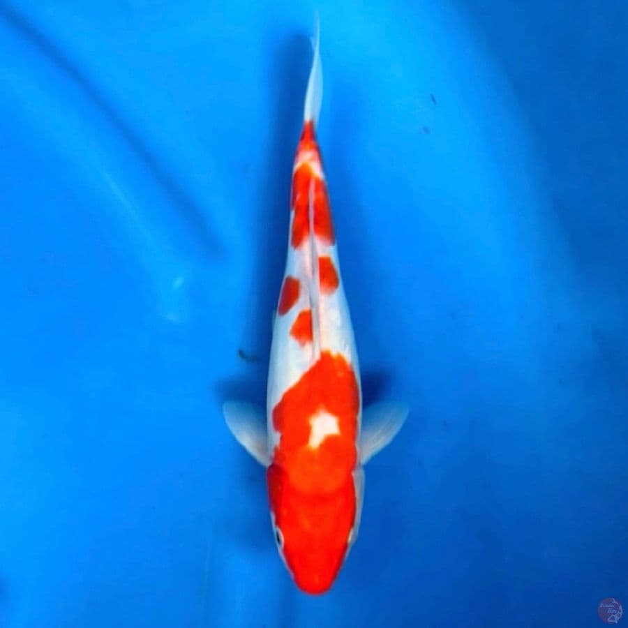 kohaku doitsu 30bu