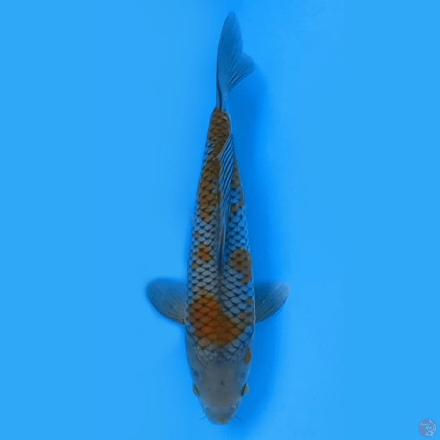 OCHIBA SHIGURE 31CM - FEEMALE