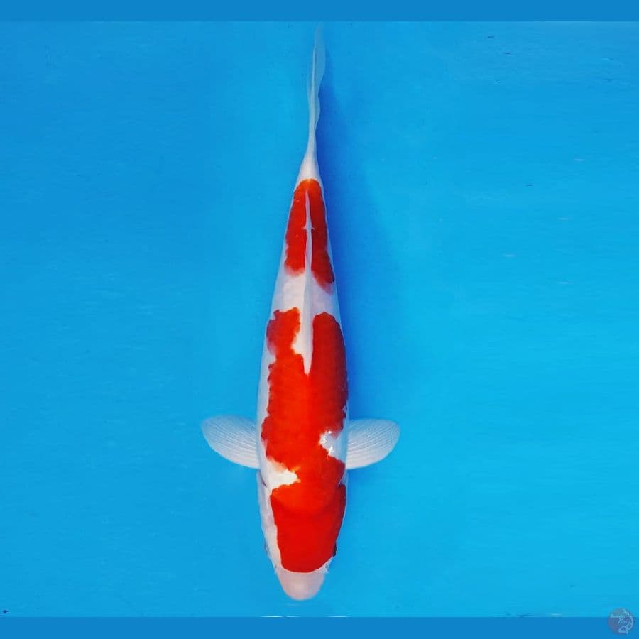 AKIZUKI 3 ~ KOHAKU 28 cm/fm ®