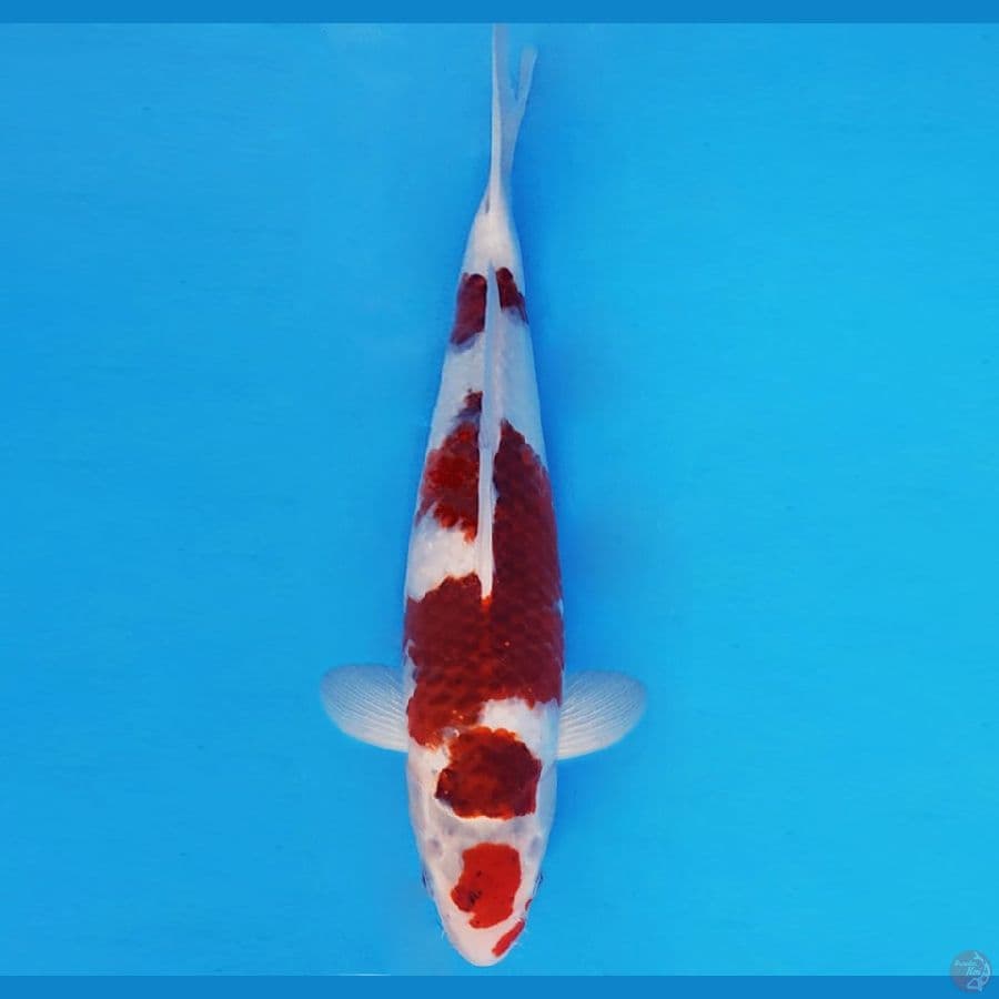 AKIZUKI 8 - GOROMO 33 cm/fm ®