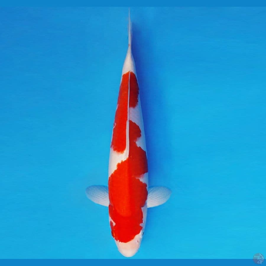 HATORI HANZO 3 ~ INAZUMA KOHAKU 35 cm/fm ™