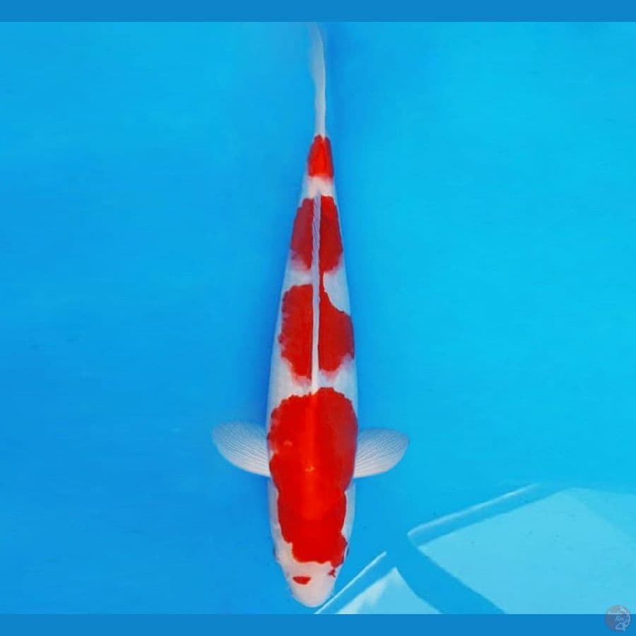 HATORI HANZO 4 - KOHAKU 35 cm/male ™