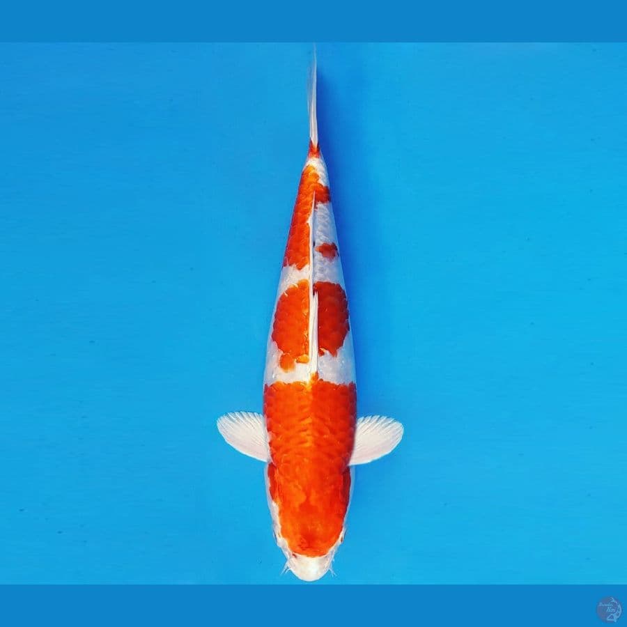 HATORI HANZO 7 ~ KOHAKU HIKARI 32 cm/fm ™