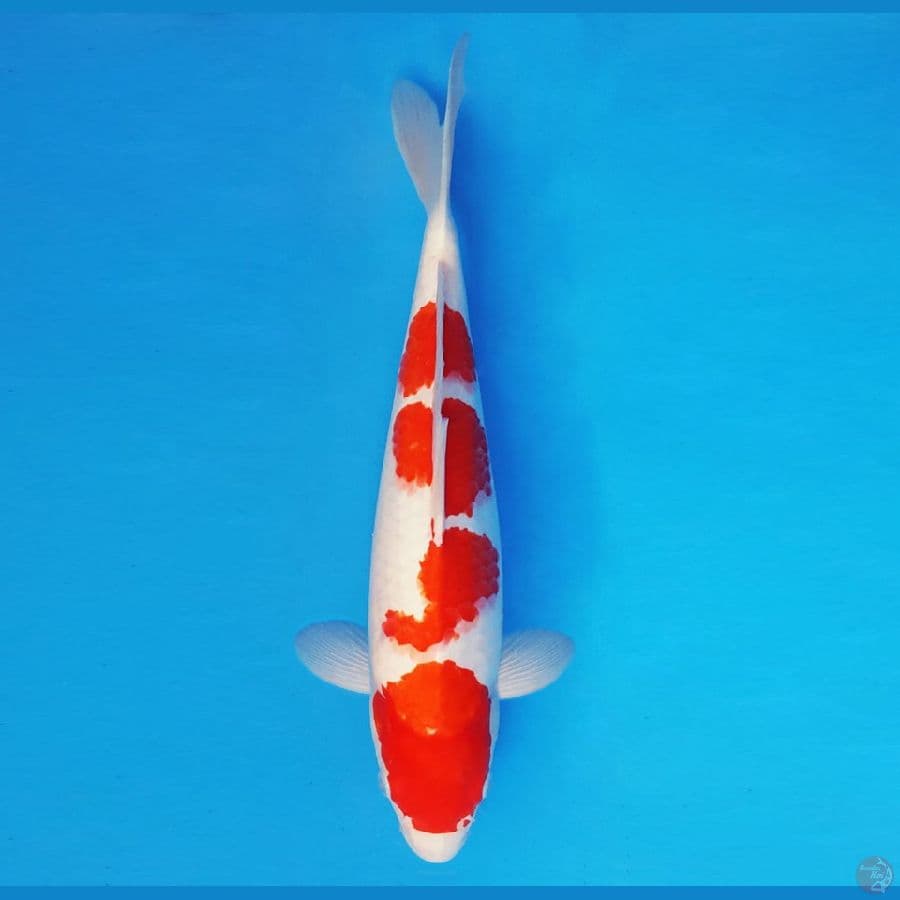 HATORI HANZO 10 - KOHAKU 36 cm/fm ™