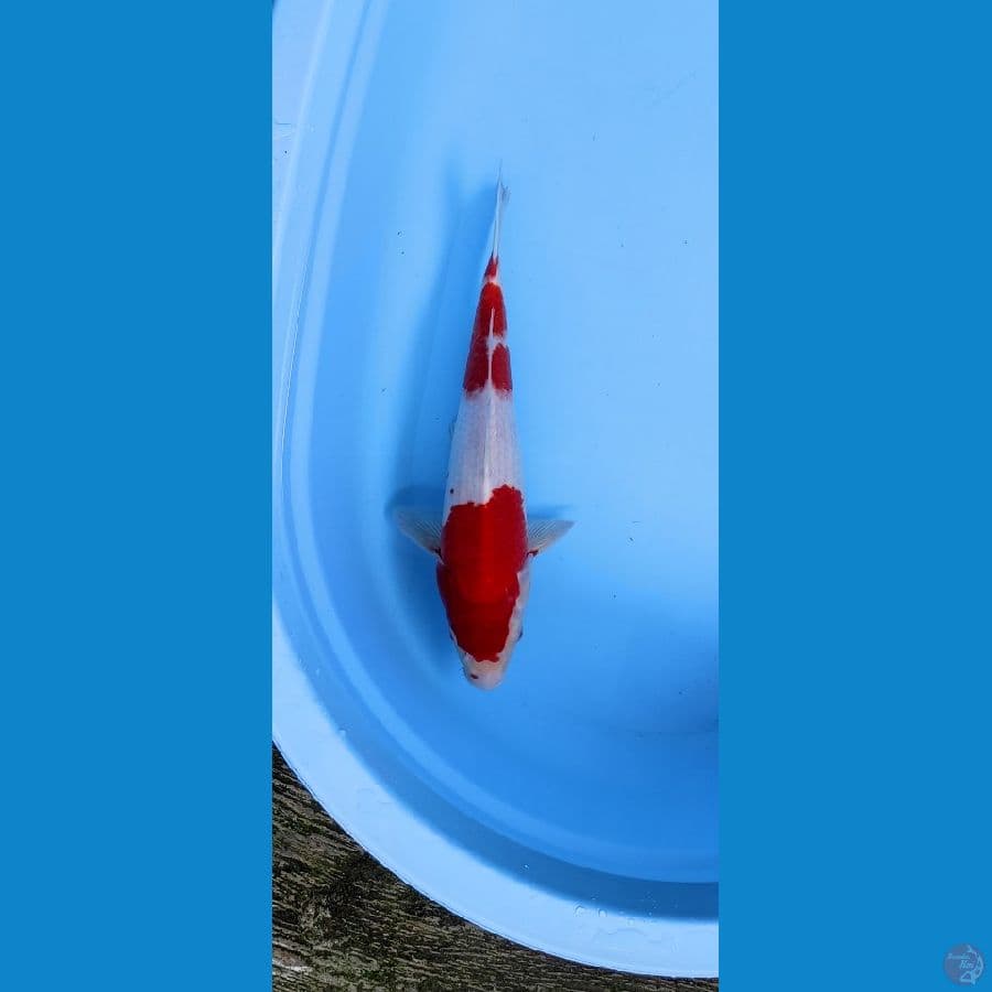Nidan Kohaku 35cm
