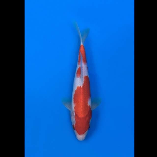 kohaku hq 25cm