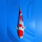 doitsu kohaku sq 32cm