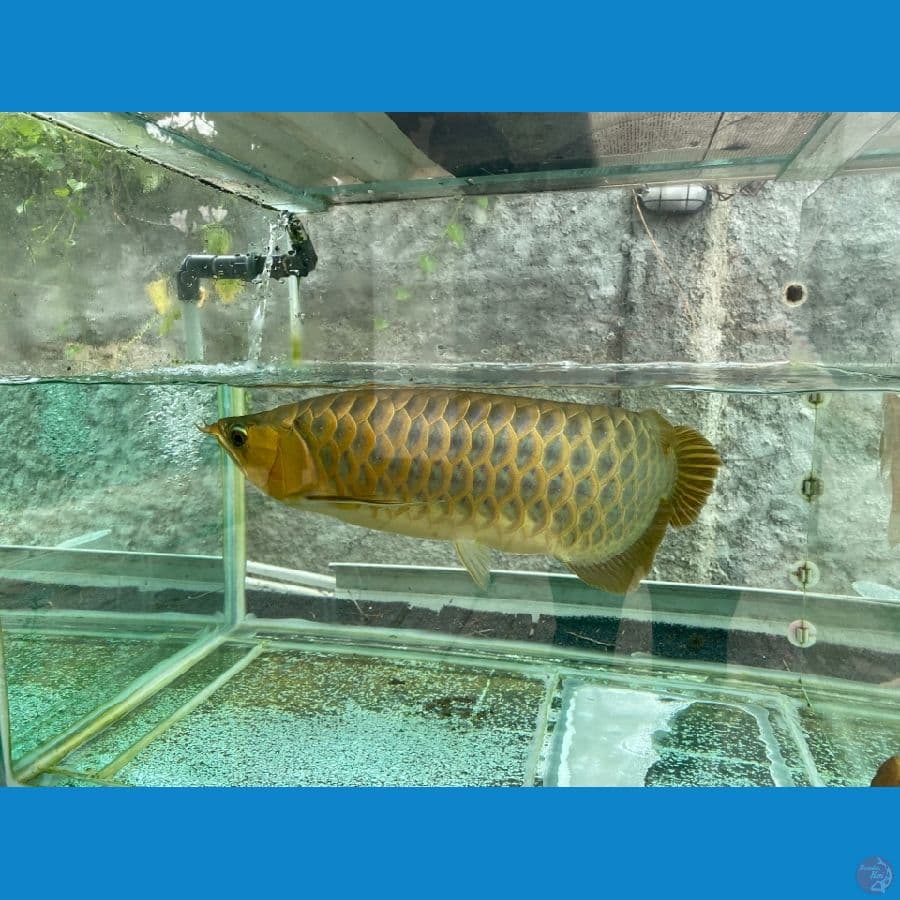 Red Arwana