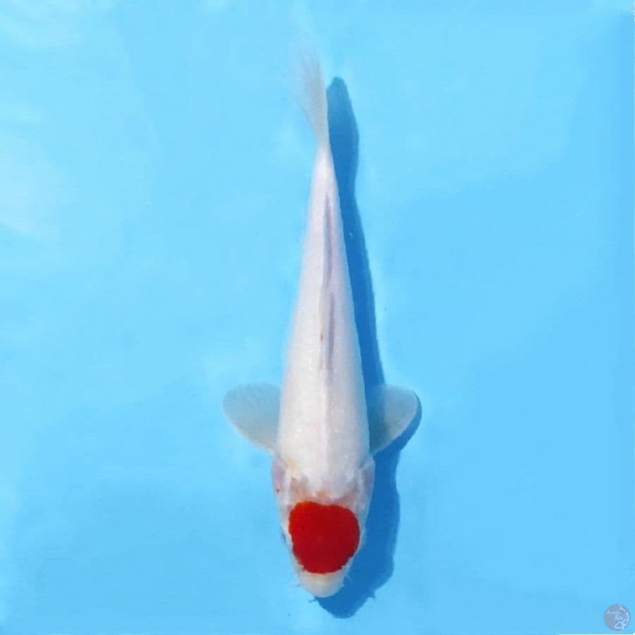 10.27cm Tancho kohaku