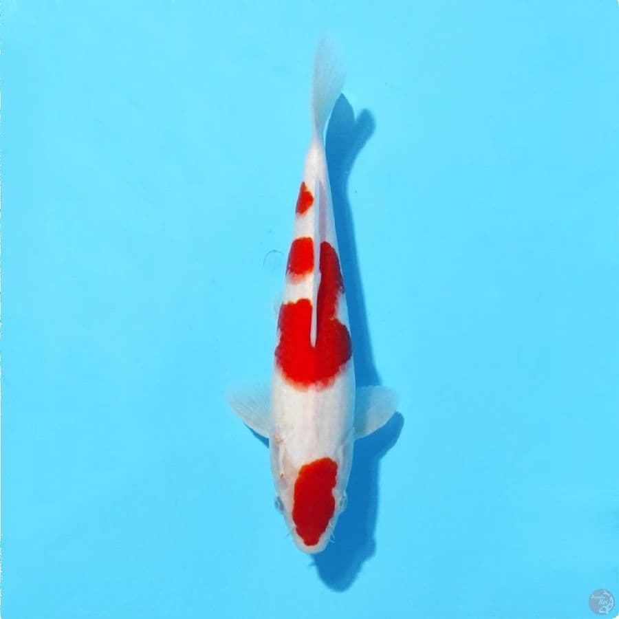 3.26cm kohaku putih salju male