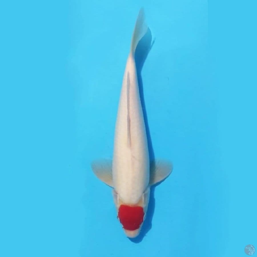 16.28cm Tancho merah strong ori male