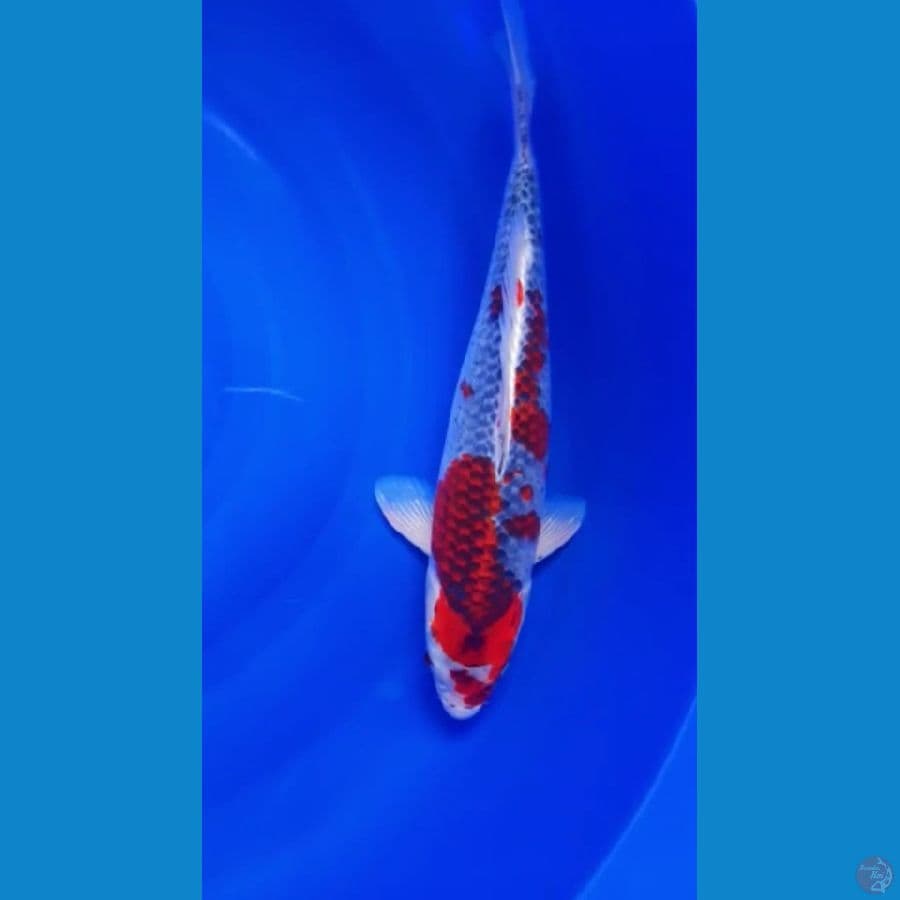 Ghosiki Red Strong 43cm/f⁶