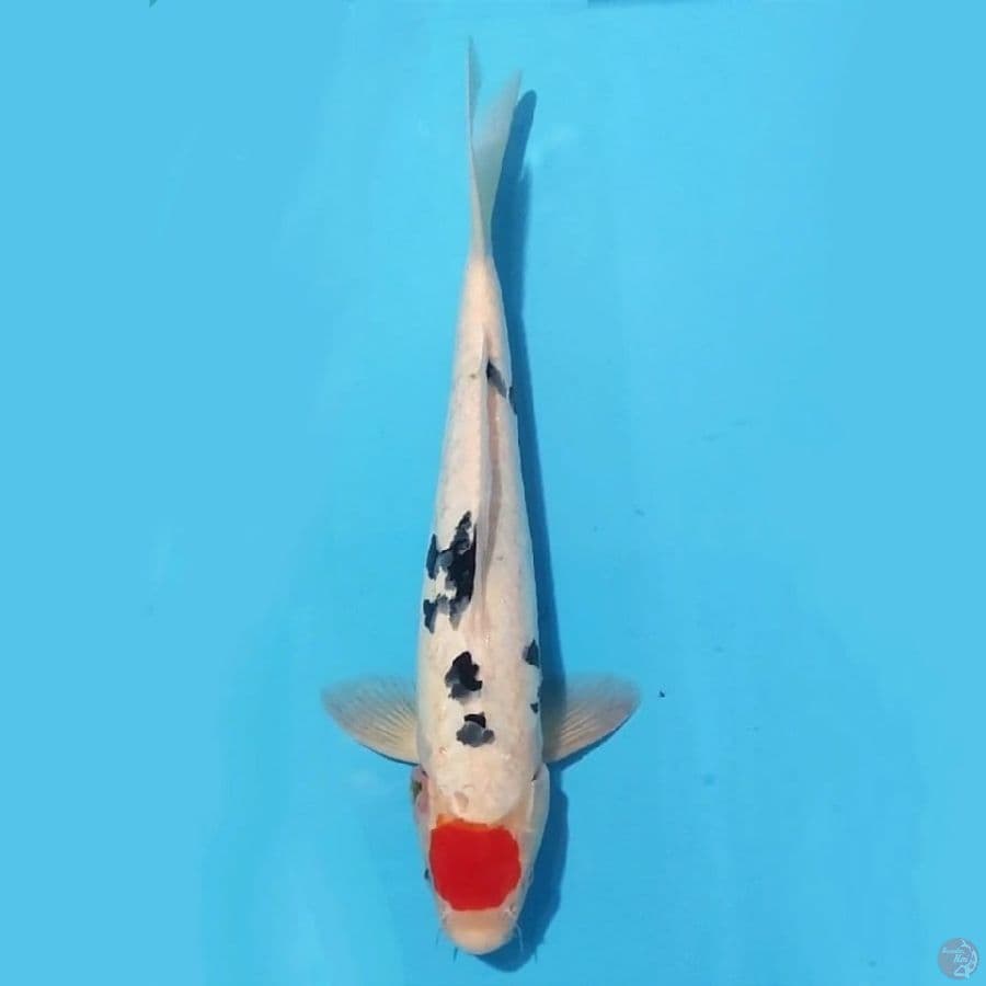 18.35cm Tancho doitsu sanke male