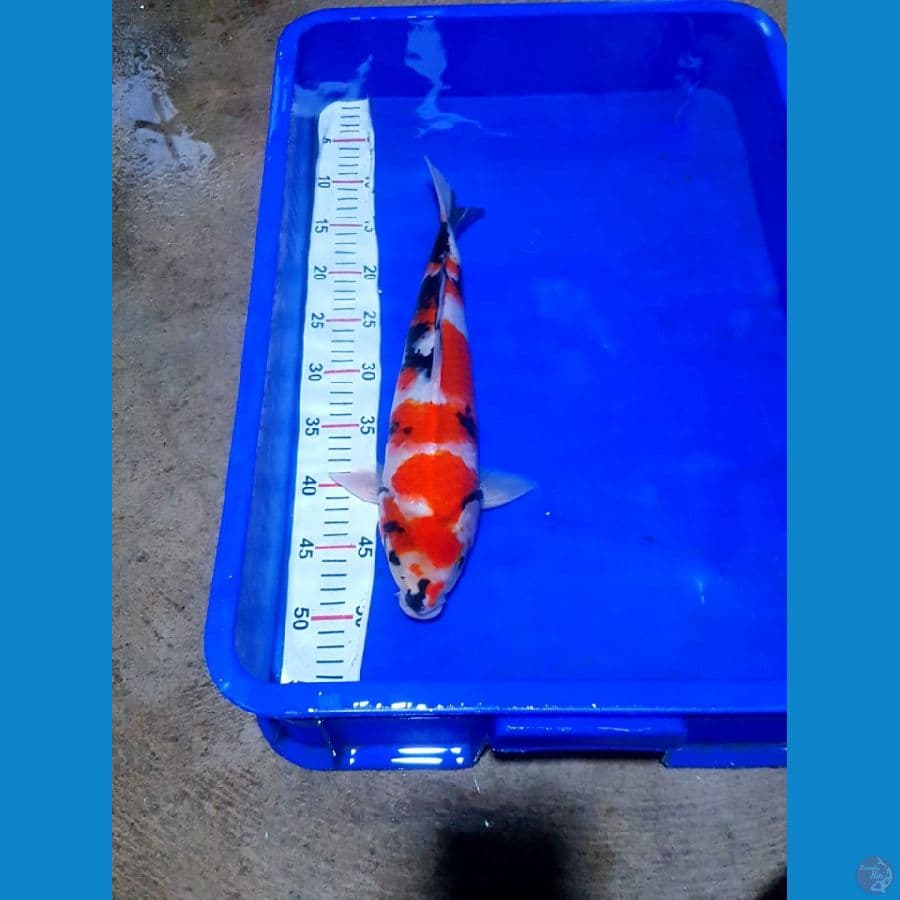 showa male 38cm joosss